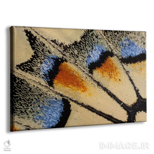 تابلو عکاسی ماکرو از بال پروانه شماره بیستویک اثر دارل گالین - نمای پرسپکتیو محصول