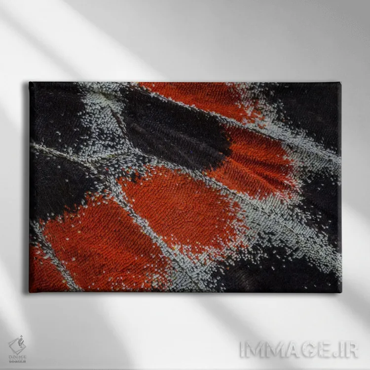 تابلو عکاسی ماکرو از بال پروانه شماره نوزده اثر دارل گالین - نمای روبهرو روی دیوار