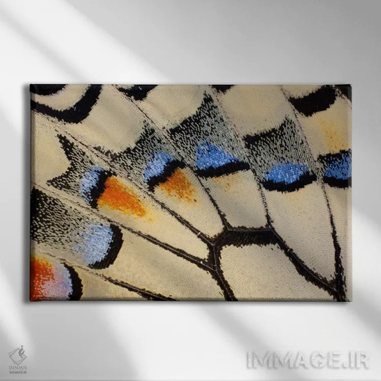 تابلو عکاسی ماکرو از بال پروانه شماره بیست اثر دارل گالین - نمای روبهرو روی دیوار