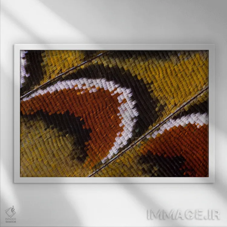 تابلو عکاسی ماکرو از بال پروانه شماره چهارده اثر دارل گالین - نمای قابدار سفید