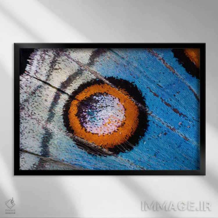 تابلو عکاسی ماکرو از بال پروانه شماره هجده اثر دارل گالین - نمای قابدار مشکی