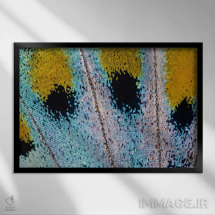 تابلو عکاسی ماکرو از بال پروانه شماره شانزده اثر دارل گالین - نمای قابدار مشکی