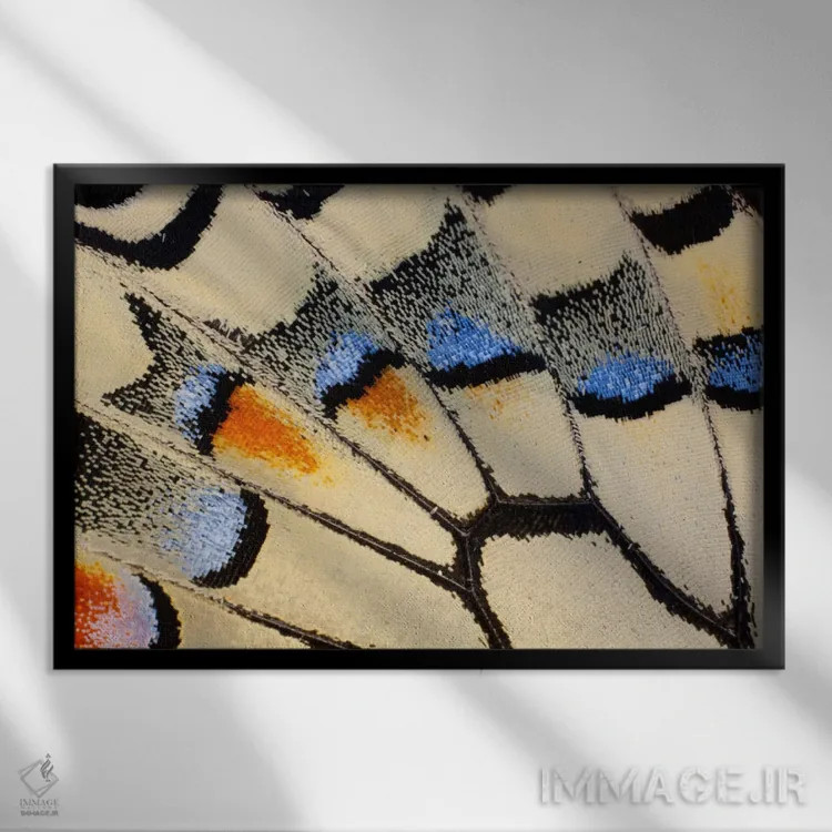 تابلو عکاسی ماکرو از بال پروانه شماره بیست اثر دارل گالین - نمای قابدار مشکی