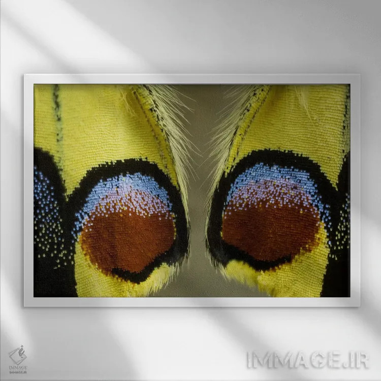 تابلو عکاسی ماکرو از بال پروانه شماره پانزده اثر دارل گالین - نمای قابدار سفید