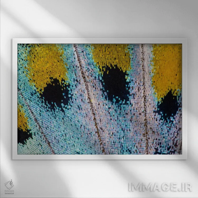 تابلو عکاسی ماکرو از بال پروانه شماره شانزده اثر دارل گالین - نمای قابدار سفید