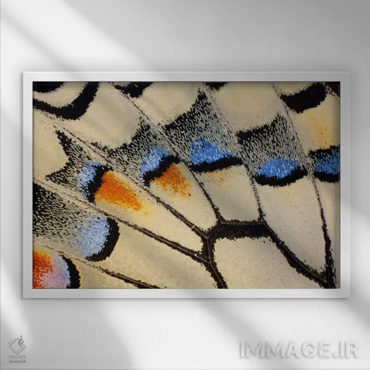 تابلو عکاسی ماکرو از بال پروانه شماره بیست اثر دارل گالین - نمای قابدار سفید