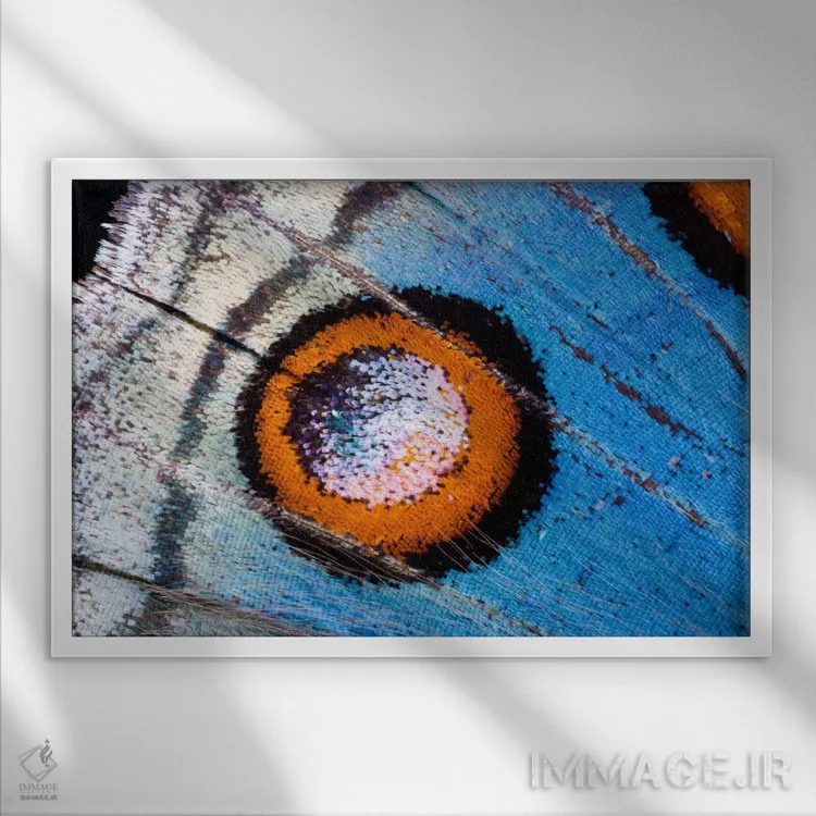 تابلو عکاسی ماکرو از بال پروانه شماره هجده اثر دارل گالین - نمای قابدار سفید