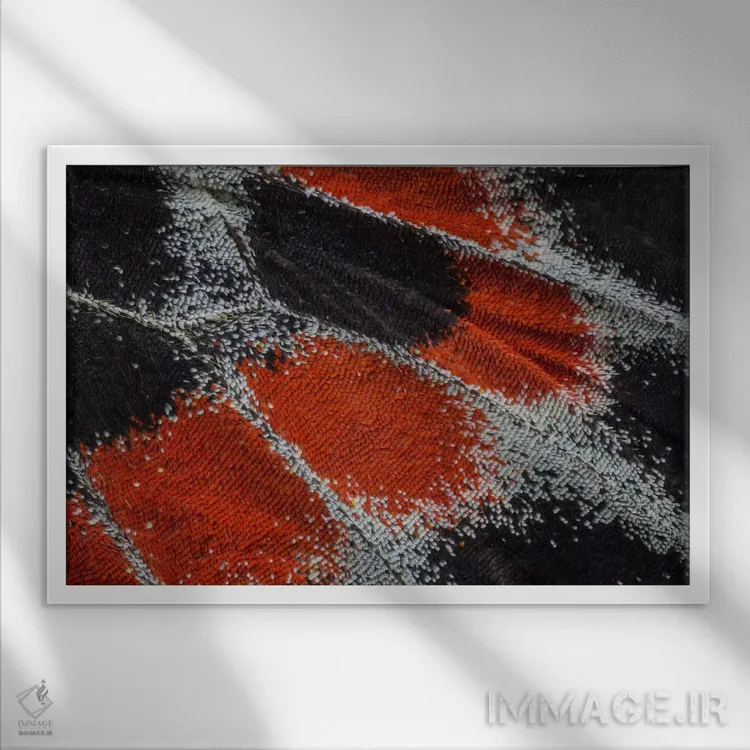 تابلو عکاسی ماکرو از بال پروانه شماره نوزده اثر دارل گالین - نمای قابدار سفید