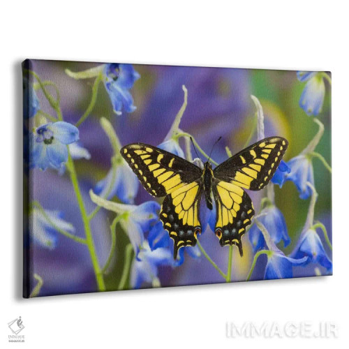 تابلو پروانه انیس اسوالو تیل با بالهای باز در میان دلفینیوم آبی (نمای نزدیک) اثر دارل گالین - نمای پرسپکتیو محصول