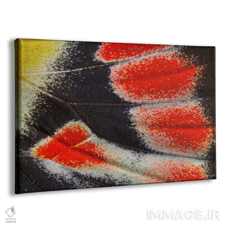 تابلو عکاسی ماکرو از بال پروانه شماره بیستوسه اثر دارل گالین - نمای پرسپکتیو محصول