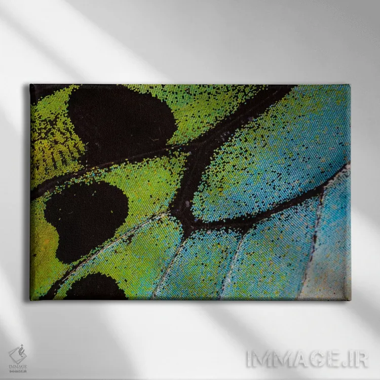 تابلو عکاسی ماکرو از بال پروانه شماره بیستوپنج اثر دارل گالین - نمای روبهرو روی دیوار