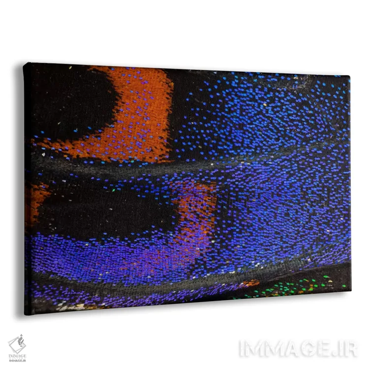 تابلو عکاسی ماکرو از بال پروانه شماره بیستوهفت اثر دارل گالین - نمای پرسپکتیو محصول