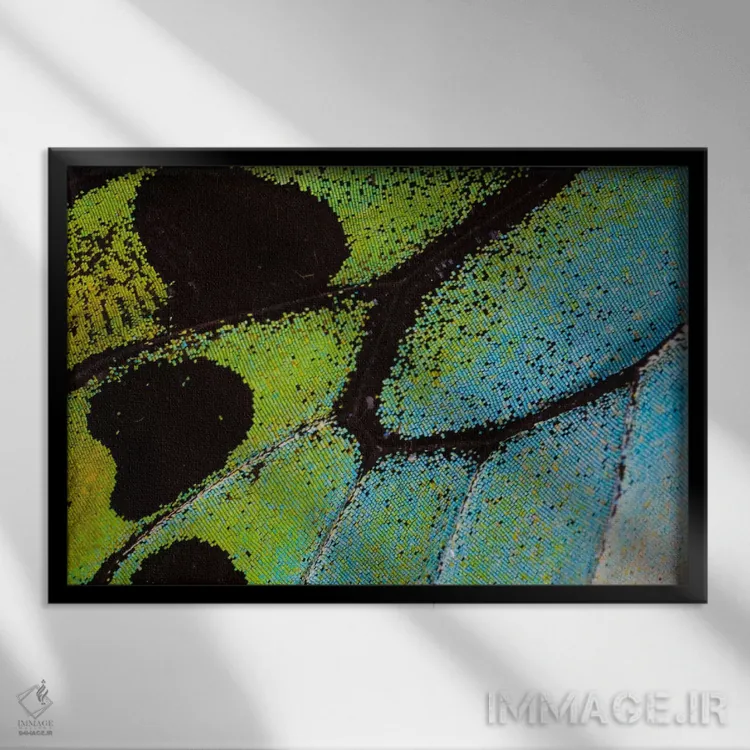 تابلو عکاسی ماکرو از بال پروانه شماره بیستوپنج اثر دارل گالین - نمای قابدار مشکی