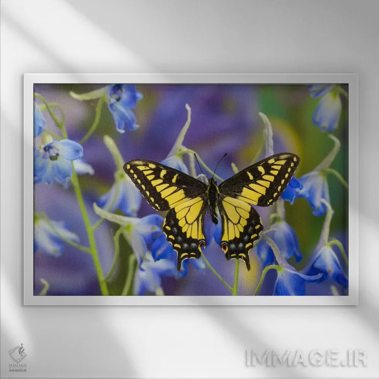 تابلو پروانه انیس اسوالو تیل با بالهای باز در میان دلفینیوم آبی (نمای نزدیک) اثر دارل گالین - نمای قابدار سفید