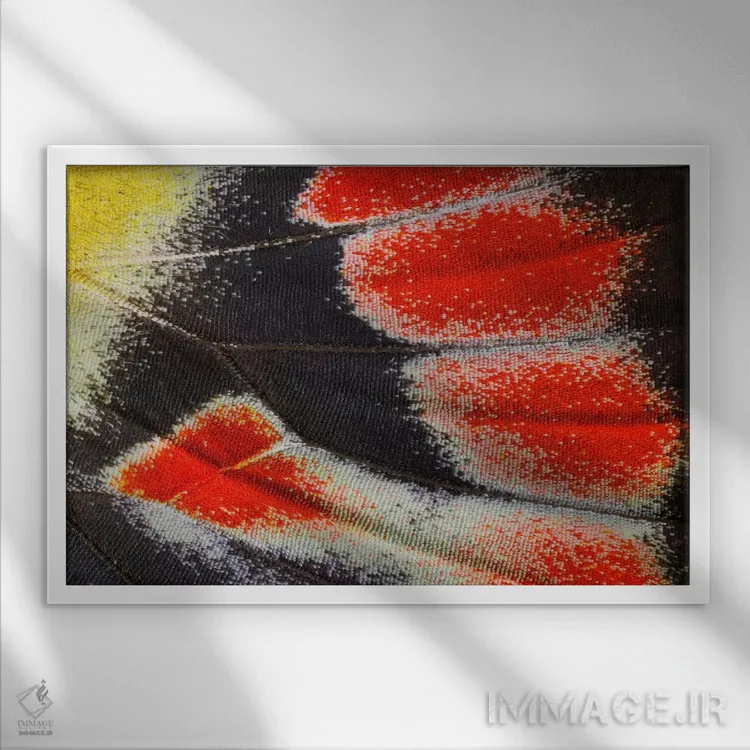 تابلو عکاسی ماکرو از بال پروانه شماره بیستوسه اثر دارل گالین - نمای قابدار سفید