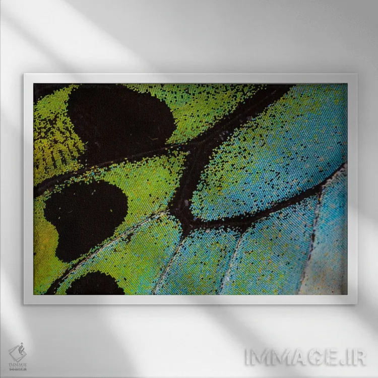 تابلو عکاسی ماکرو از بال پروانه شماره بیستوپنج اثر دارل گالین - نمای قابدار سفید