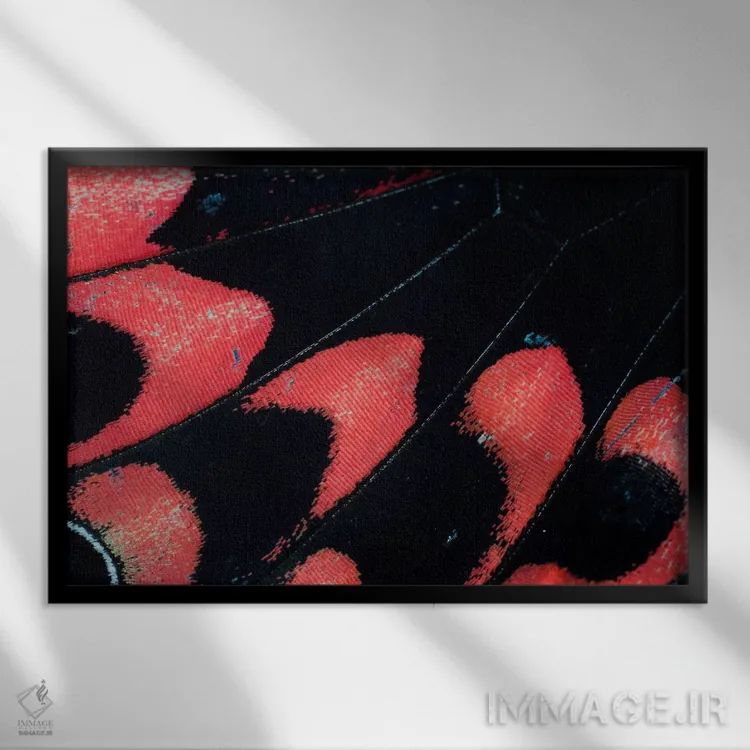 تابلو عکاسی ماکرو از بال پروانه شماره بیستوشش اثر دارل گالین - نمای قابدار مشکی