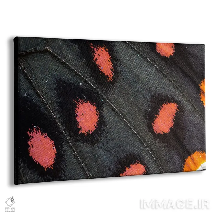 تابلو عکاسی ماکرو از بال پروانه شماره بیستونه اثر دارل گالین - نمای پرسپکتیو محصول