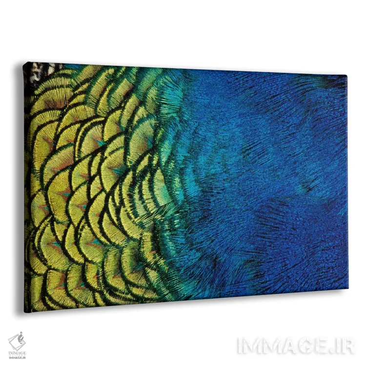 تابلو Ashland, Jackson County, Oregon, USA,پر طاووس در نمای نزدیک، اشلند، شهرستان جکسون، اورگن، آمریکا اثر دارل گالین - نمای پرسپکتیو محصول