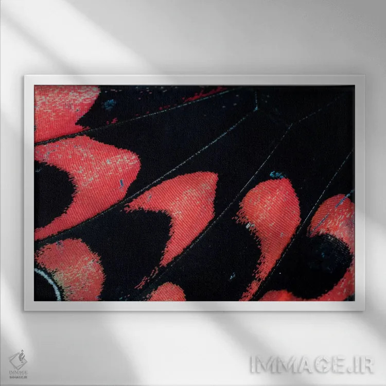 تابلو عکاسی ماکرو از بال پروانه شماره بیستوشش اثر دارل گالین - نمای قابدار سفید