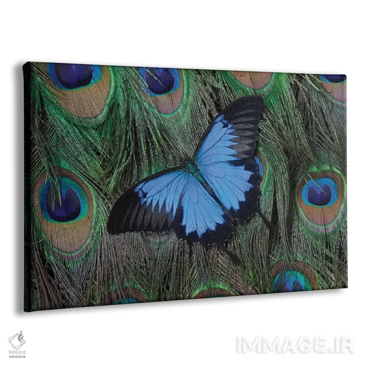 تابلو پروانه اسوالو تیل اولیس بالای دم طاووس اثر دارل گالین - نمای پرسپکتیو محصول