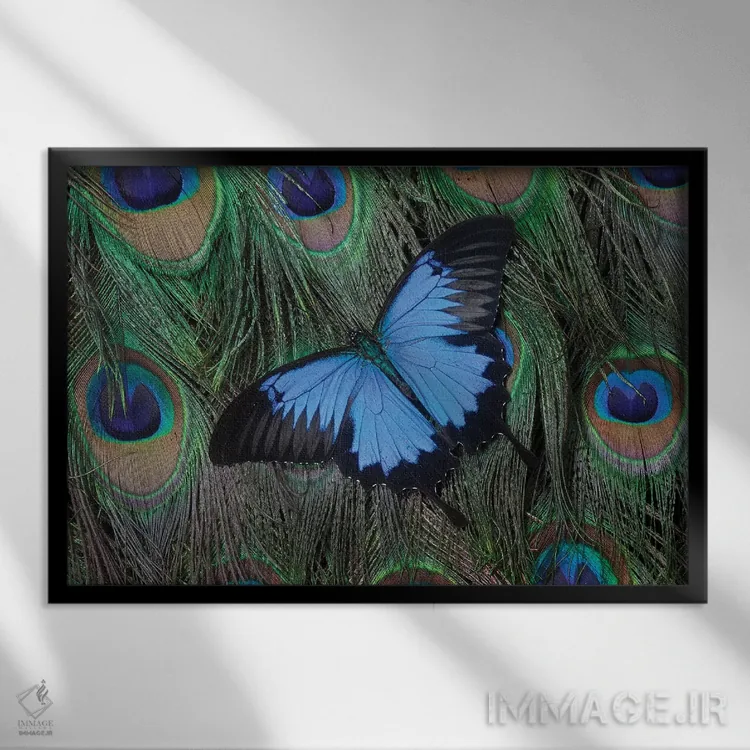 تابلو پروانه اسوالو تیل اولیس بالای دم طاووس اثر دارل گالین - نمای قابدار مشکی