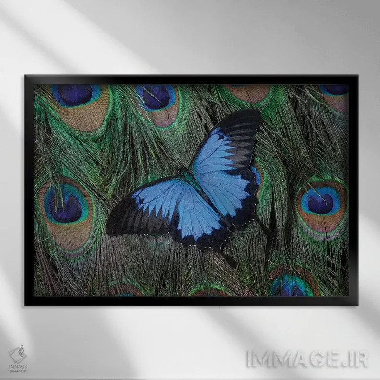 تابلو پروانه اسوالو تیل اولیس بالای دم طاووس اثر دارل گالین - نمای قابدار مشکی