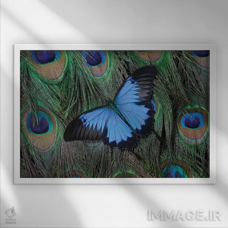 تابلو پروانه اسوالو تیل اولیس بالای دم طاووس اثر دارل گالین - نمای قابدار سفید