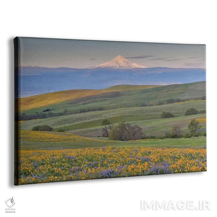 تابلو Dalles Mountain Ranch State Park, Washington State,طلوع خورشید و کوه هود با گلهای وحشی بهاری، پارک ایالتی دالز مانتین رنچ، واشنگتن اثر دارل گالین - نمای پرسپکتیو محصول