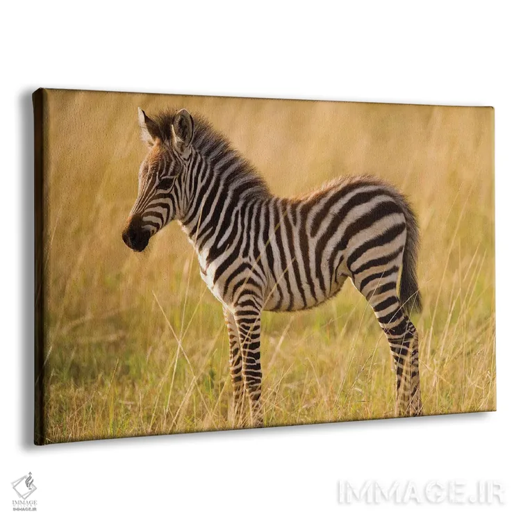 تابلو Masai Mara National Reserve, Kenya,گورخر جوان دشتی میان علفزار، منطقه حفاظتشده ماسایی مارا، کنیا اثر دارل گالین - نمای پرسپکتیو محصول