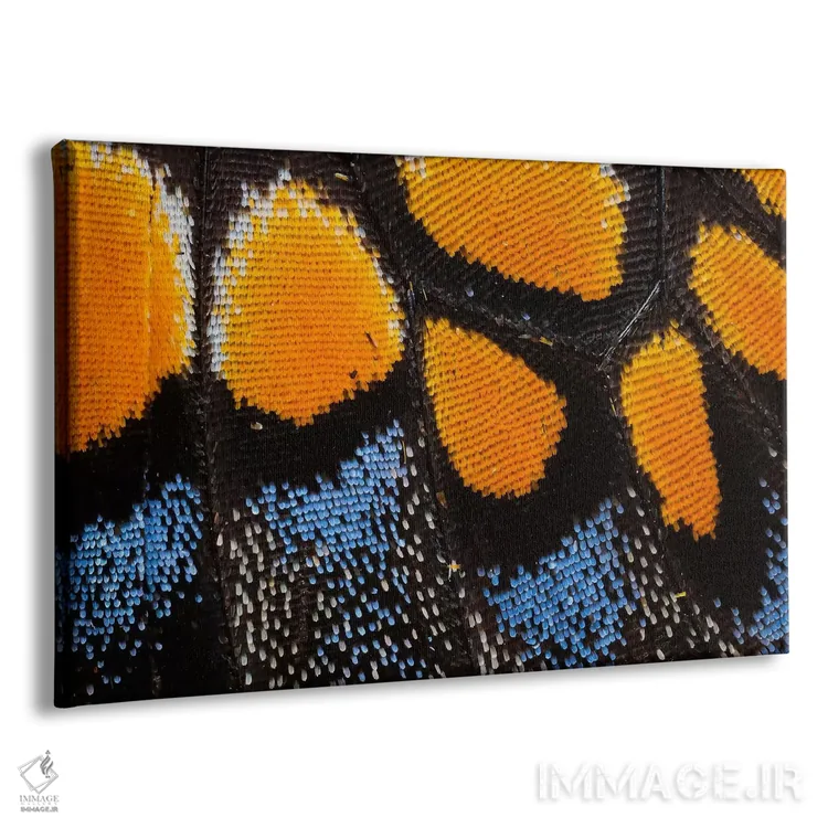 تابلو عکاسی ماکرو از بال پروانه شماره یک اثر دارل گالین - نمای پرسپکتیو محصول