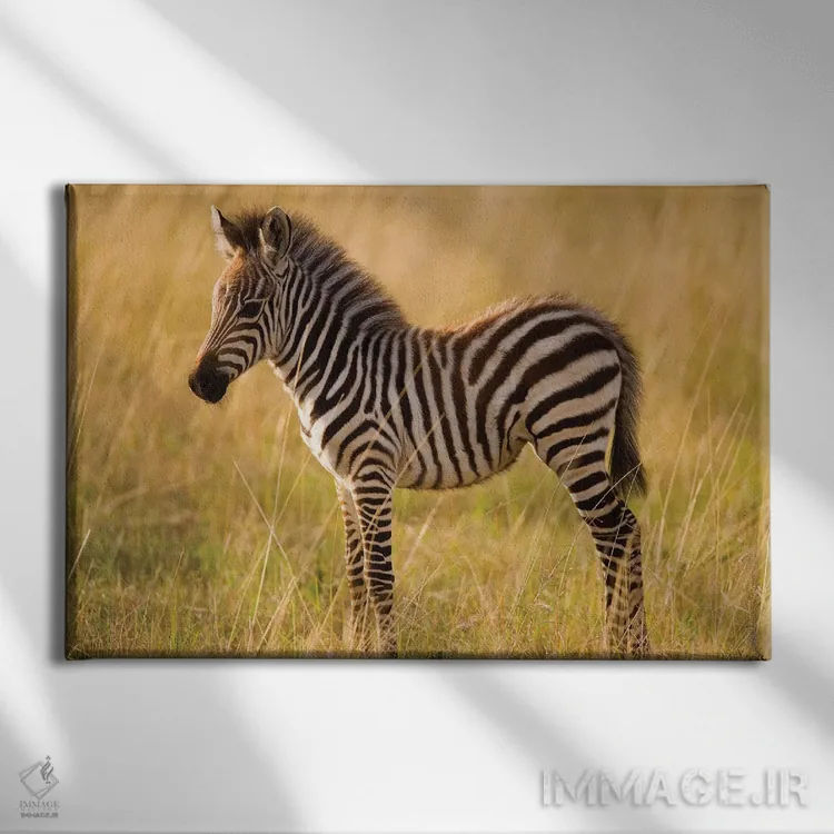 تابلو Masai Mara National Reserve, Kenya,گورخر جوان دشتی میان علفزار، منطقه حفاظتشده ماسایی مارا، کنیا اثر دارل گالین - نمای روبهرو روی دیوار
