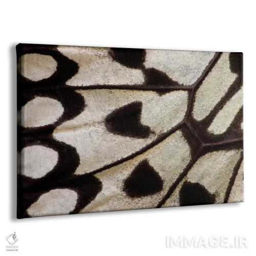 تابلو عکاسی ماکرو از بال پروانه ۲ (عکاسی کلوزآپ) اثر دارل گالین - نمای پرسپکتیو محصول