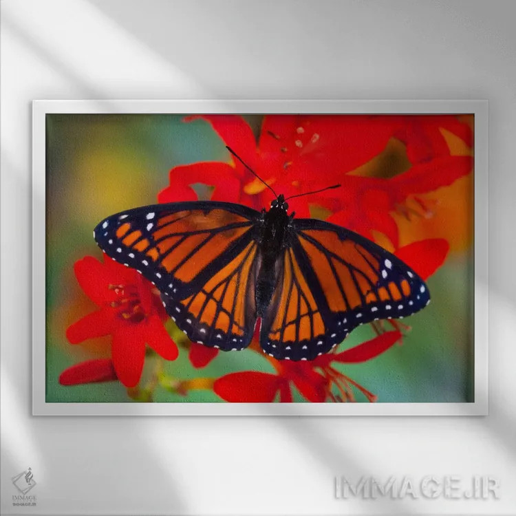 تابلو پروانه وایسرُوی با بالهای باز در میان کروکوزمیا (لوکیفرها) (نمای نزدیک) اثر دارل گالین - نمای قابدار سفید