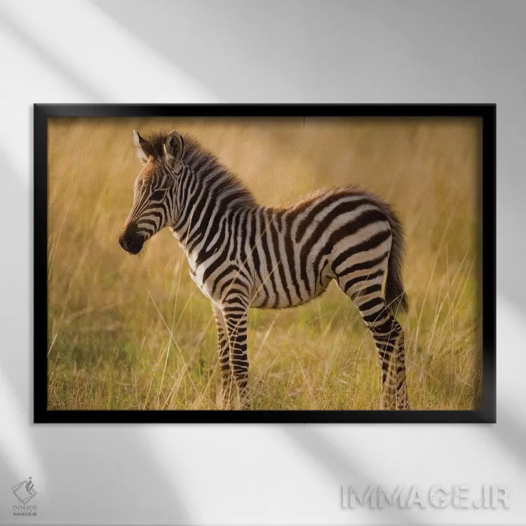 تابلو Masai Mara National Reserve, Kenya,گورخر جوان دشتی میان علفزار، منطقه حفاظتشده ماسایی مارا، کنیا اثر دارل گالین - نمای قابدار مشکی