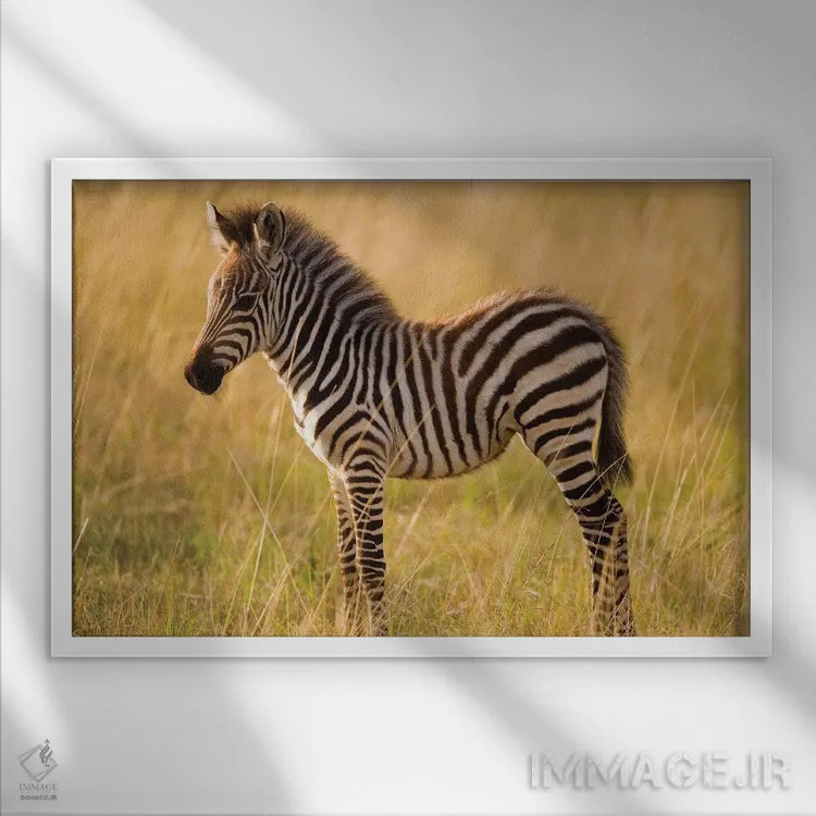 تابلو Masai Mara National Reserve, Kenya,گورخر جوان دشتی میان علفزار، منطقه حفاظتشده ماسایی مارا، کنیا اثر دارل گالین - نمای قابدار سفید