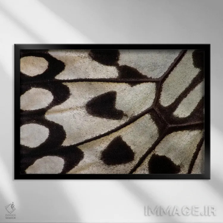 تابلو عکاسی ماکرو از بال پروانه ۲ (عکاسی کلوزآپ) اثر دارل گالین - نمای قابدار مشکی