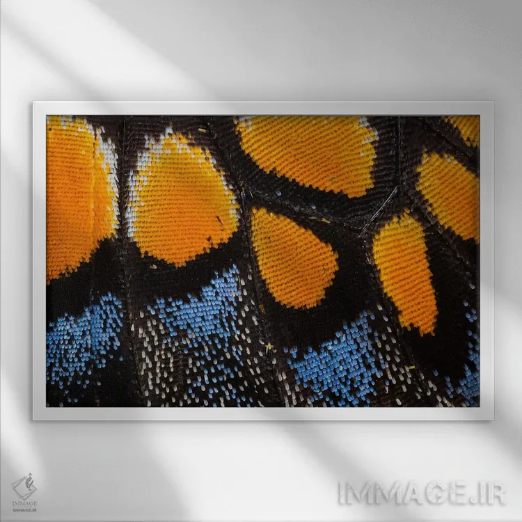 تابلو عکاسی ماکرو از بال پروانه شماره یک اثر دارل گالین - نمای قابدار سفید