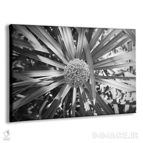 تابلو عکس سیاه و سفید سرخس با خوشهای از گلها اثر پیج ترنر - نمای پرسپکتیو محصول