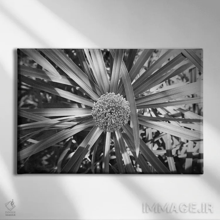 تابلو عکس سیاه و سفید سرخس با خوشهای از گلها اثر پیج ترنر - نمای روبهرو روی دیوار