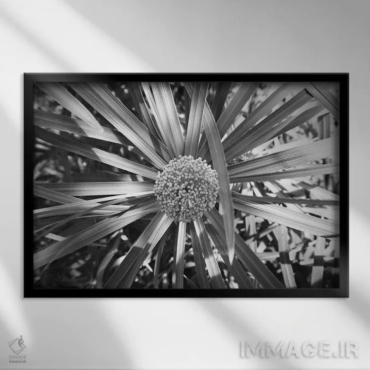 تابلو عکس سیاه و سفید سرخس با خوشهای از گلها اثر پیج ترنر - نمای قابدار مشکی