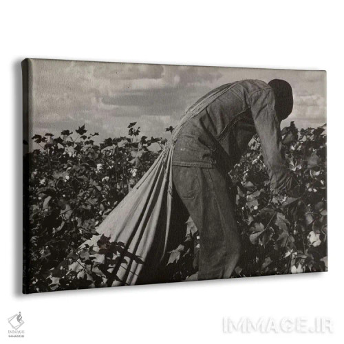 تابلو کارگر برداشت پنبه؛ دره سن خواکین، کالیفرنیا، آمریکا اثر دوروتیا لنگ (عکاس مستند آمریکایی) - نمای پرسپکتیو محصول