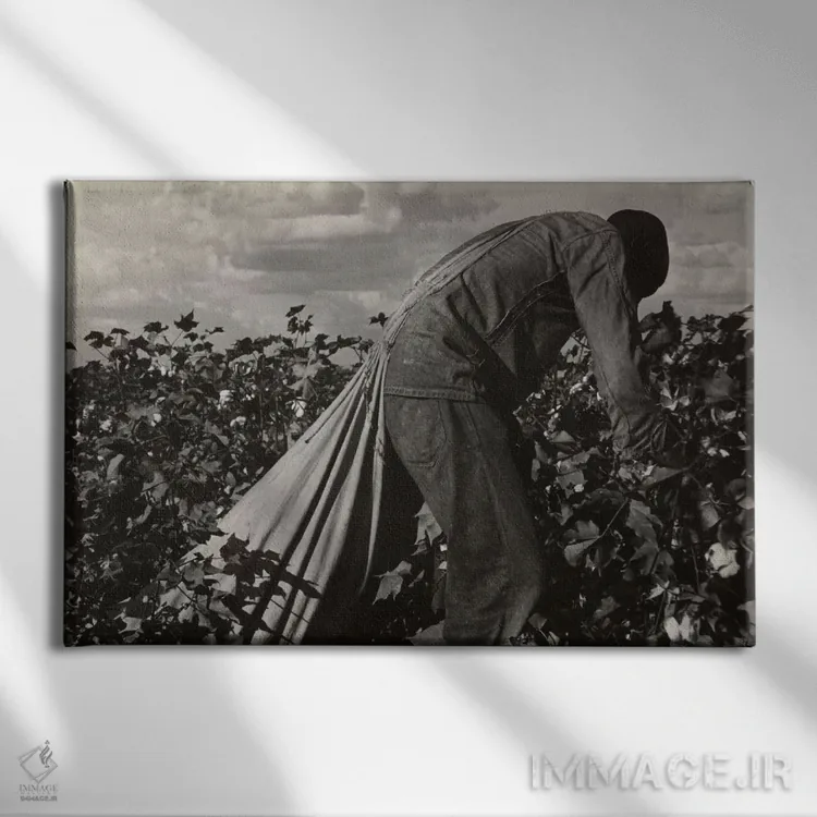 تابلو کارگر برداشت پنبه؛ دره سن خواکین، کالیفرنیا، آمریکا اثر دوروتیا لنگ (عکاس مستند آمریکایی) - نمای روبهرو روی دیوار