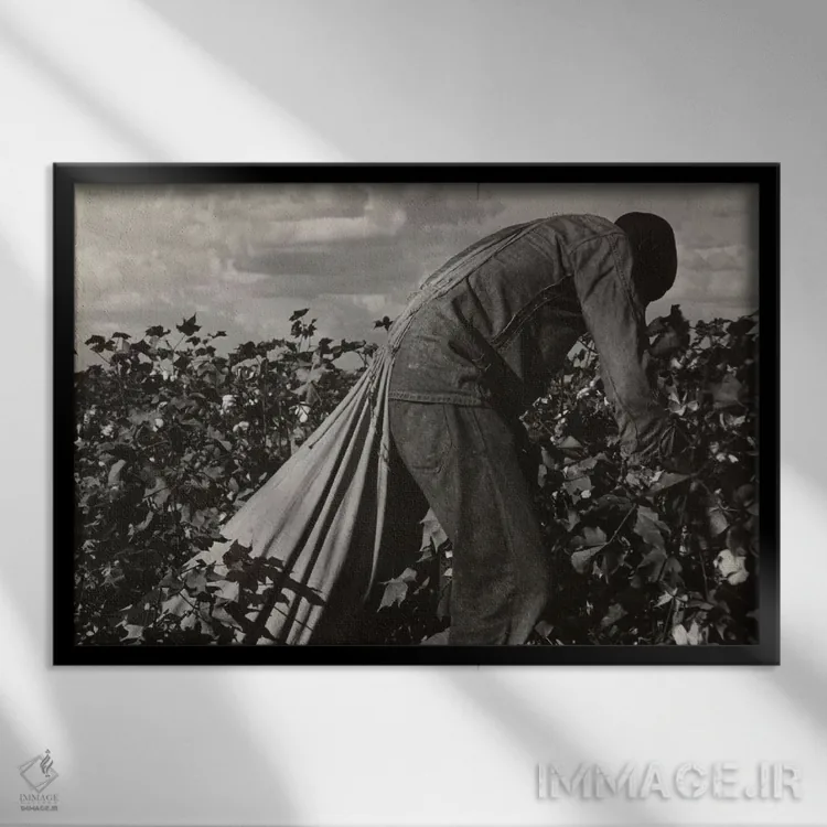 تابلو کارگر برداشت پنبه؛ دره سن خواکین، کالیفرنیا، آمریکا اثر دوروتیا لنگ (عکاس مستند آمریکایی) - نمای قابدار مشکی