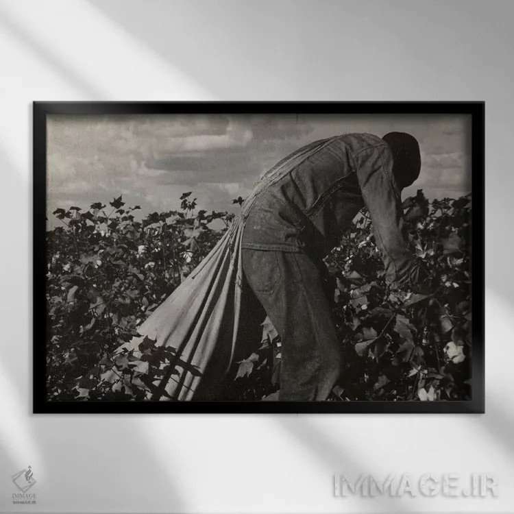 تابلو کارگر برداشت پنبه؛ دره سن خواکین، کالیفرنیا، آمریکا اثر دوروتیا لنگ (عکاس مستند آمریکایی) - نمای قابدار مشکی
