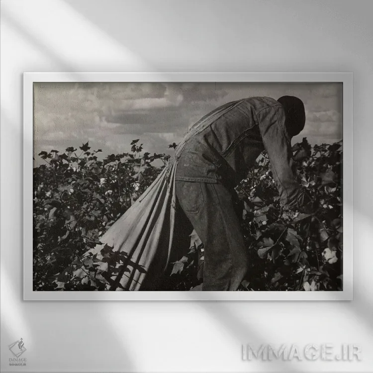 تابلو کارگر برداشت پنبه؛ دره سن خواکین، کالیفرنیا، آمریکا اثر دوروتیا لنگ (عکاس مستند آمریکایی) - نمای قابدار سفید