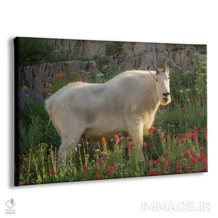 تابلو بُز باشکوه اثر داستین لِفور - نمای پرسپکتیو محصول