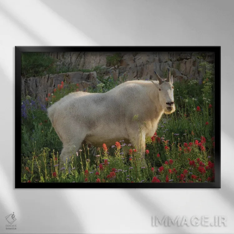 تابلو بُز باشکوه اثر داستین لِفور - نمای قابدار مشکی