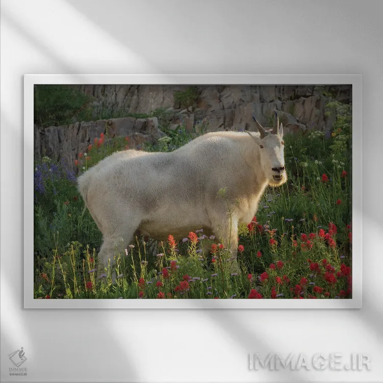 تابلو بُز باشکوه اثر داستین لِفور - نمای قابدار سفید