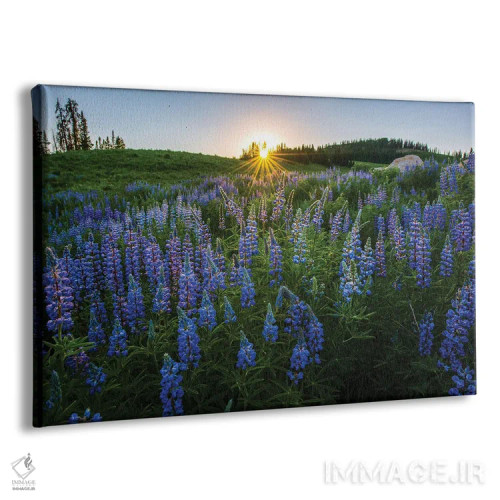 تابلو تپهٔ لوپین (گونهای گل) اثر داستین لِفور - نمای پرسپکتیو محصول